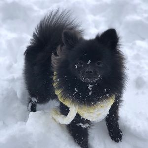 Meet your Posher, Thanh